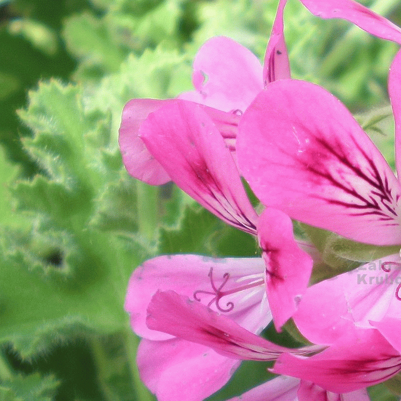 1186065_pelargonium_capitatum___pink_____muskat__pelargonie_vonn.jpg