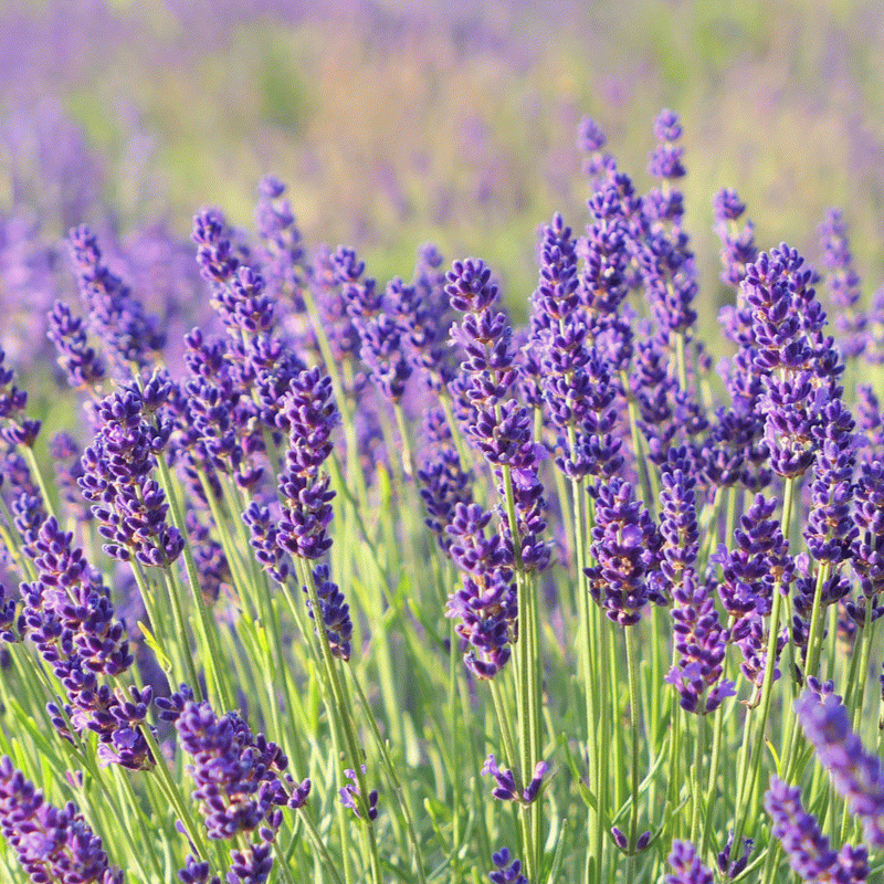 levandule-lekarska-lavandula-angustifolia-prodej-semen-130-ks.jpg