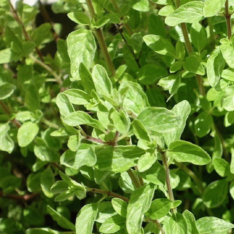 majoranka-divoka-pot-marjoram-semena-majoranky-01-g.jpg